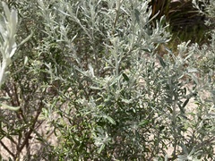 Olearia axillaris