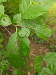 Acalitus brevitarsus