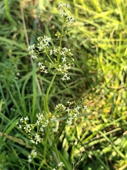 Galium album