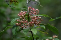 Viburnum nudum