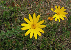Osteospermum polygaloides polygaloides