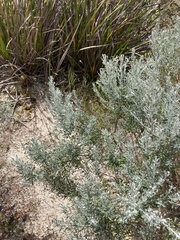 Olearia axillaris