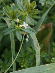 Galium album