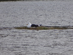 Larus dominicanus vetula