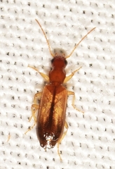 Paradromius linearis