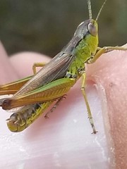 Pseudochorthippus montanus