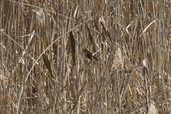 Acrocephalus australis