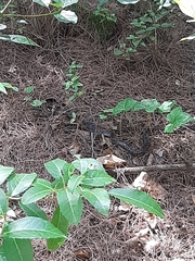 Hemorrhois hippocrepis