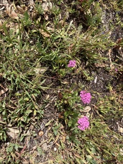 Centranthus ruber