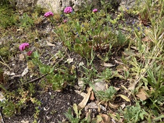 Centranthus ruber