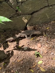 Varanus bengalensis