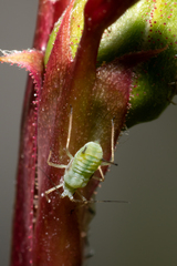Macrosiphum rosae