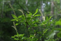 Clethra alnifolia