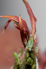 Macrosiphum rosae