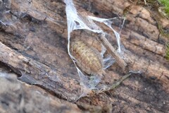 Porcellio monticola