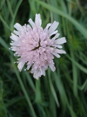 Knautia arvensis