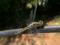 Potamarcha congener