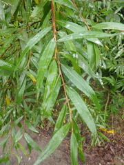 Salix udensis