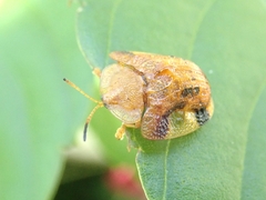 Laccoptera nepalensis