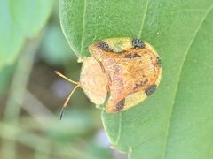 Laccoptera nepalensis