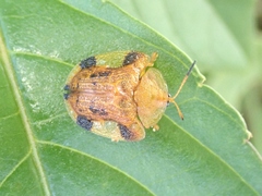 Laccoptera nepalensis