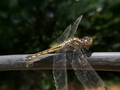 Potamarcha congener