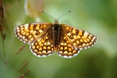 Melitaea athalia