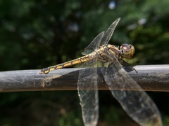 Potamarcha congener