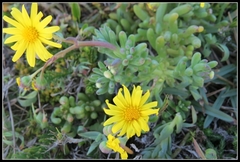 Crassothonna cacalioides