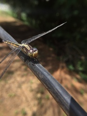 Potamarcha congener