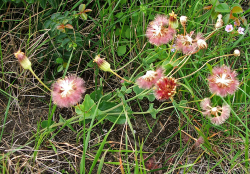 Redseed Babooncabbage (Othonna rufibarbis)