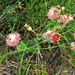 Redseed Babooncabbage - Photo (c) FOSTER, some rights reserved (CC BY-NC), uploaded by FOSTER