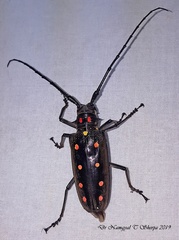Batocera parryi