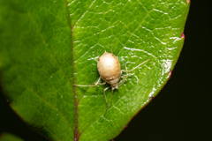 Macrosiphum rosae