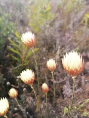 Edmondia