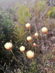 Edmondia