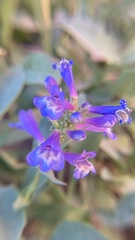 Penstemon rydbergii
