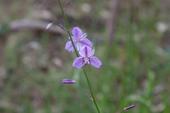 Arthropodium strictum