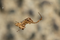 Philoponella congregabilis