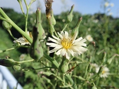 Lactuca indica