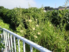 Lactuca indica