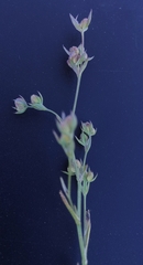 Bupleurum tenuissimum