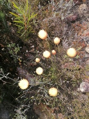 Edmondia