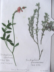 Indigofera glaucescens