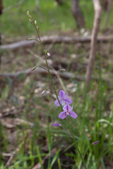 Arthropodium strictum