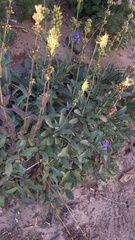 Penstemon rydbergii