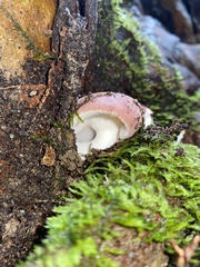 Russulaceae