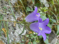 Campanula medium