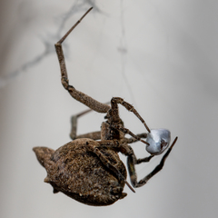 Philoponella congregabilis