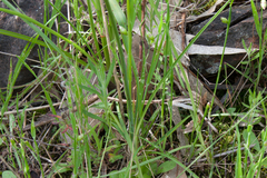 Arthropodium strictum